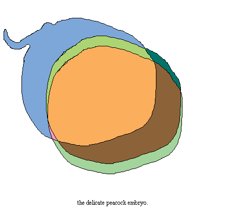 peacock embryo